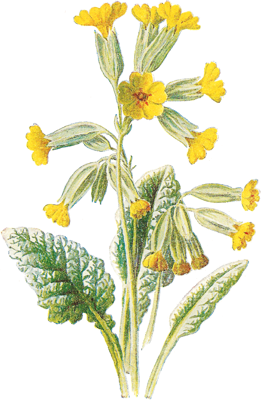 Vintage Yellow Flowers Illustration