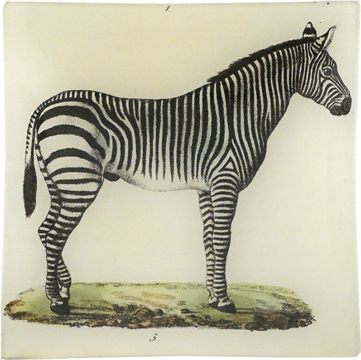 Vintage Zebra Illustration