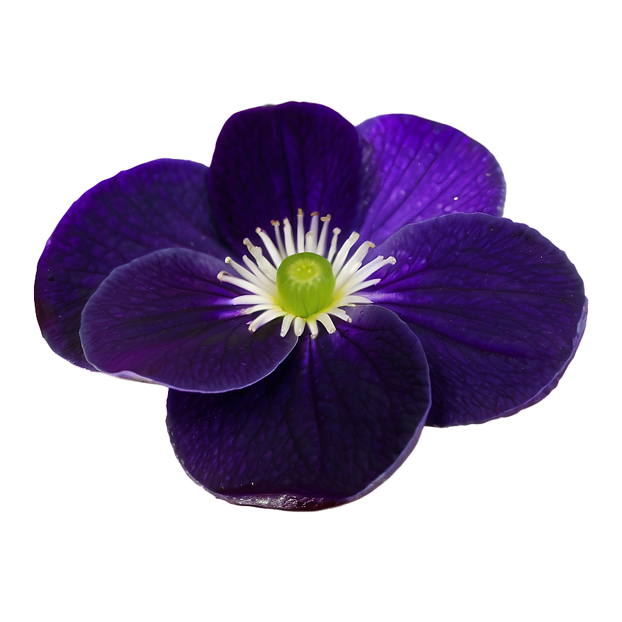 Violet Petal Png Qvs84