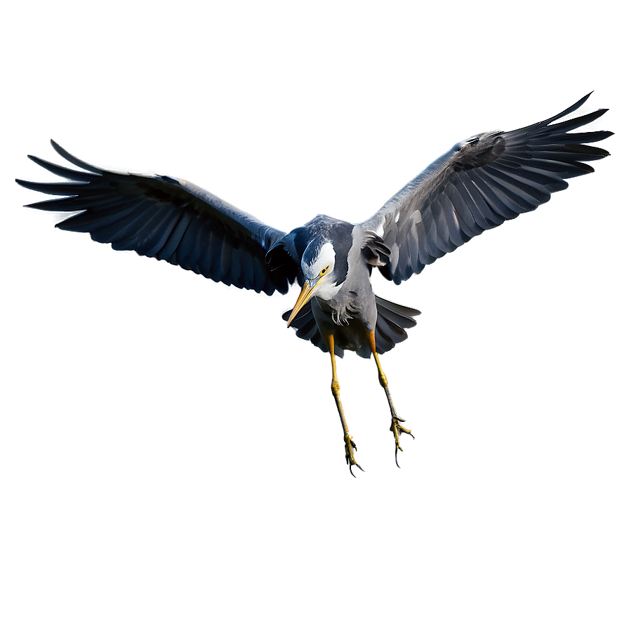 Wading Heron Flight Png 06122024