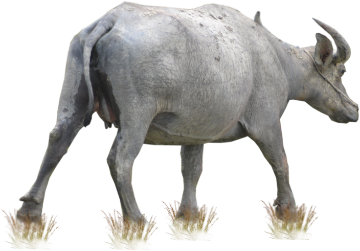 Walking Buffalo Transparent Background