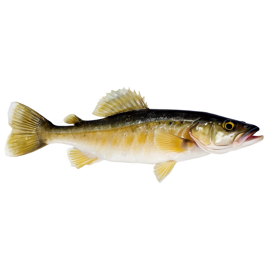 Walleye Fish Fillet Png 82