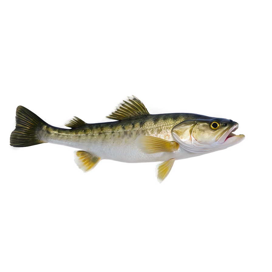 Walleye Fish Png 06262024