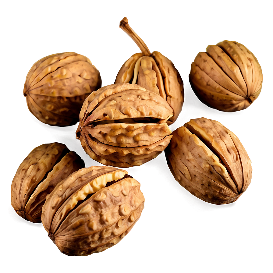 Walnut Drawing Png Wdu26