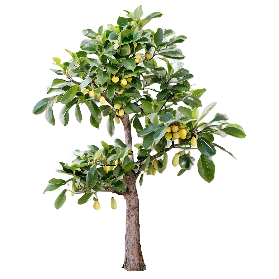 Walnut Tree Png 71