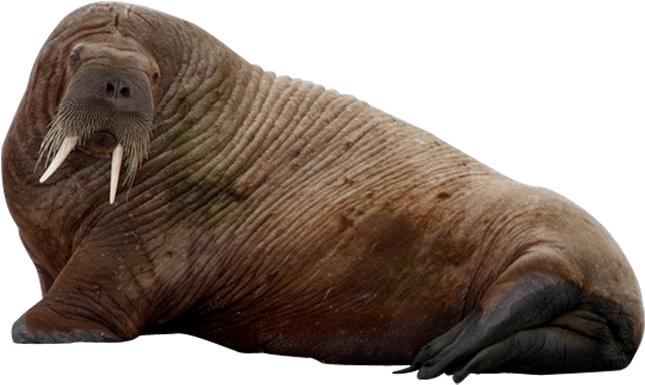 Walrus Restingon Side.png