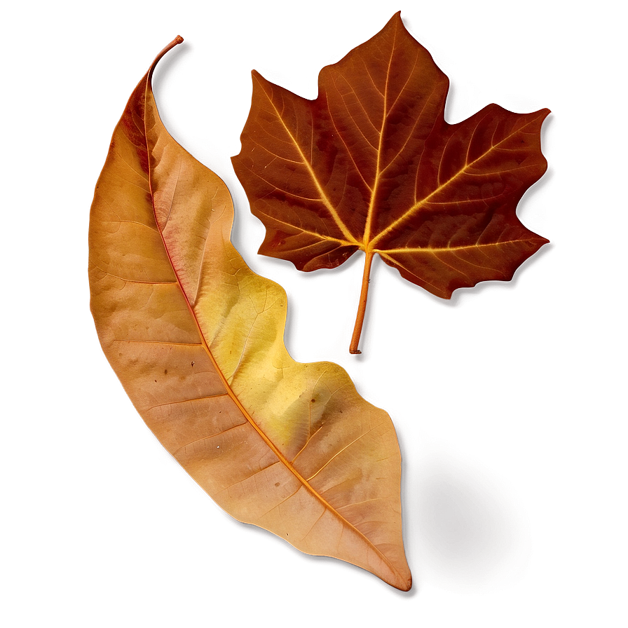 Warm Brown Autumn Leaves Png 14