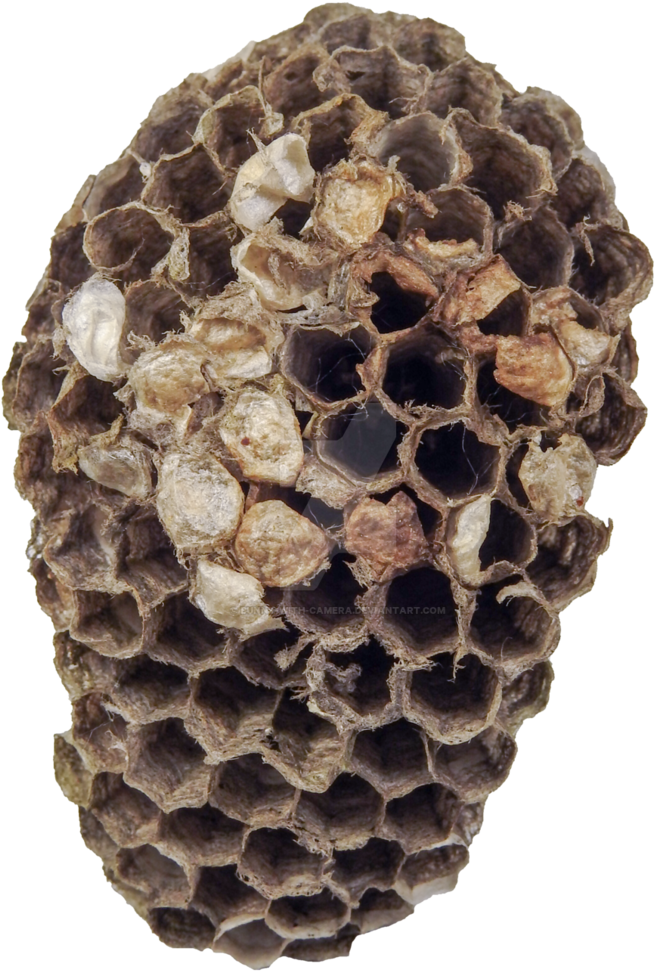 Wasp Nest Closeup