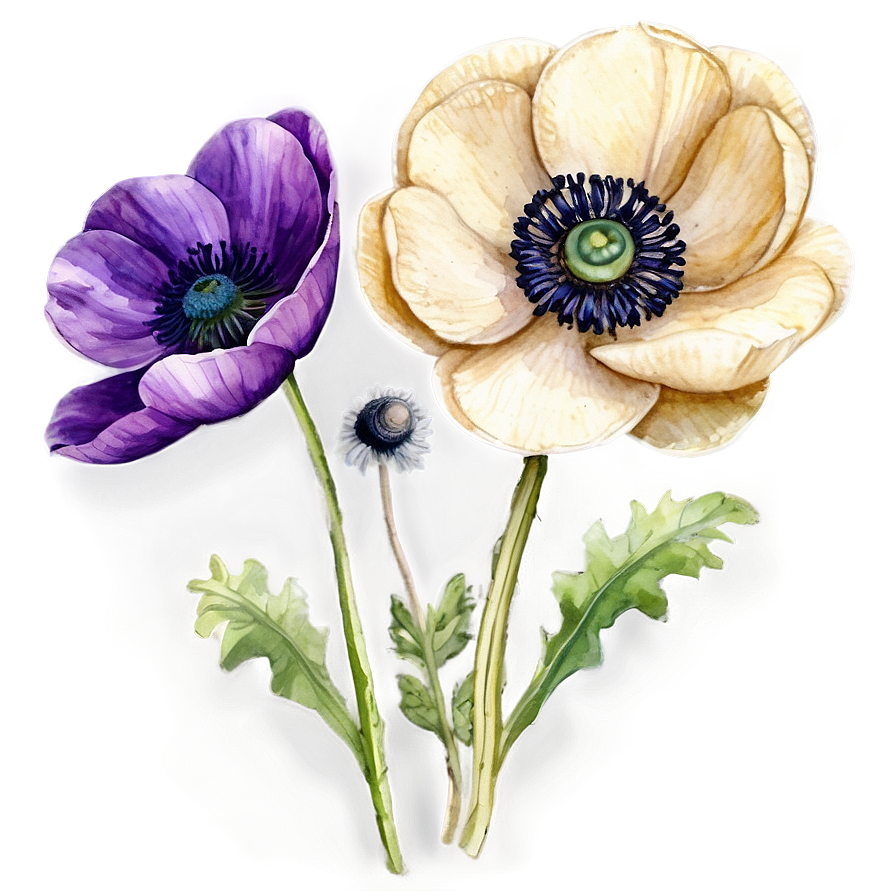 Watercolor Anemone Flowers Png Mry88