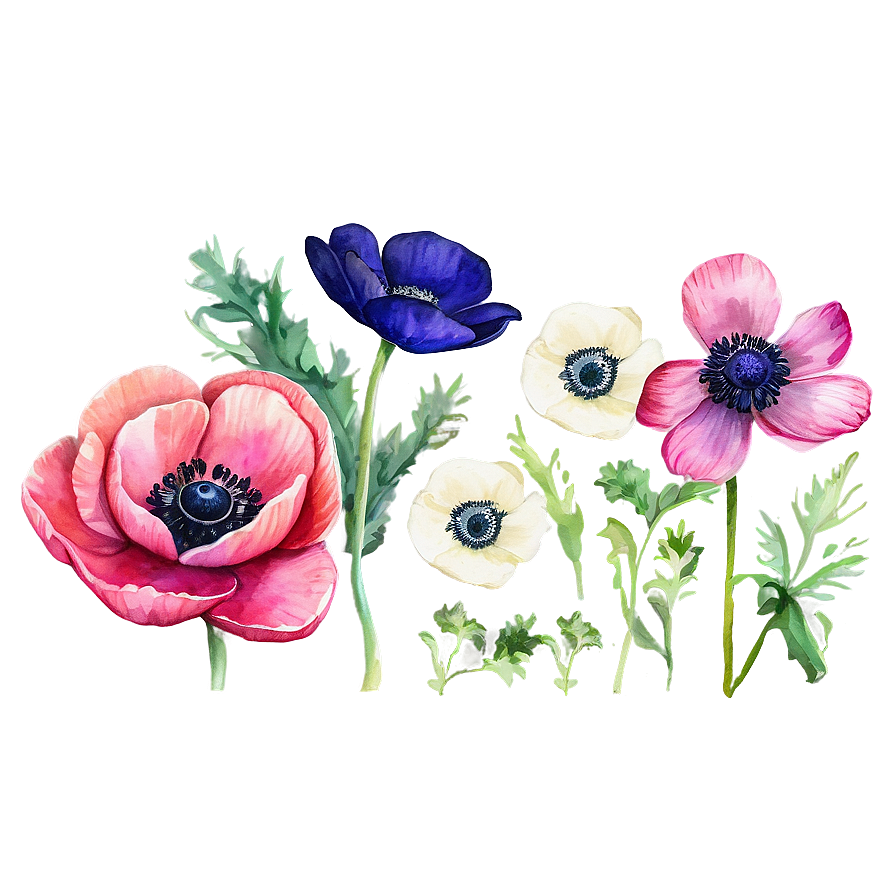 Watercolor Anemone Flowers Png Ypk68