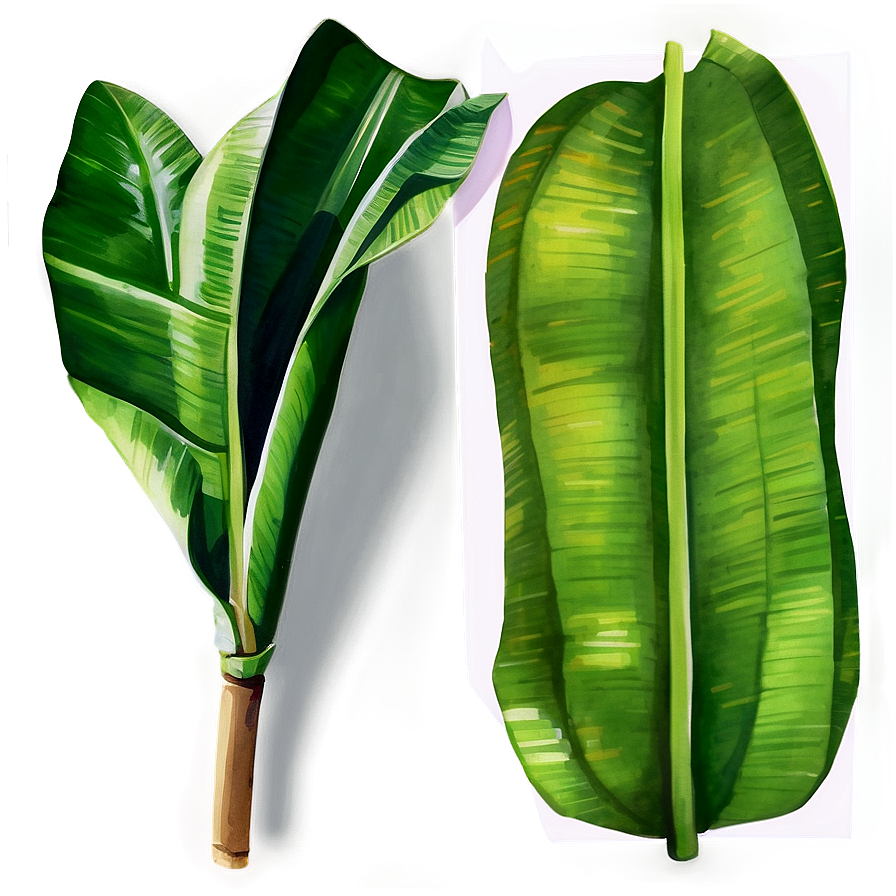 Watercolor Banana Leaf Png 06232024