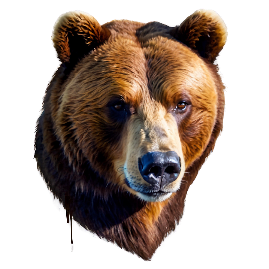 Watercolor Bear Head Png 62