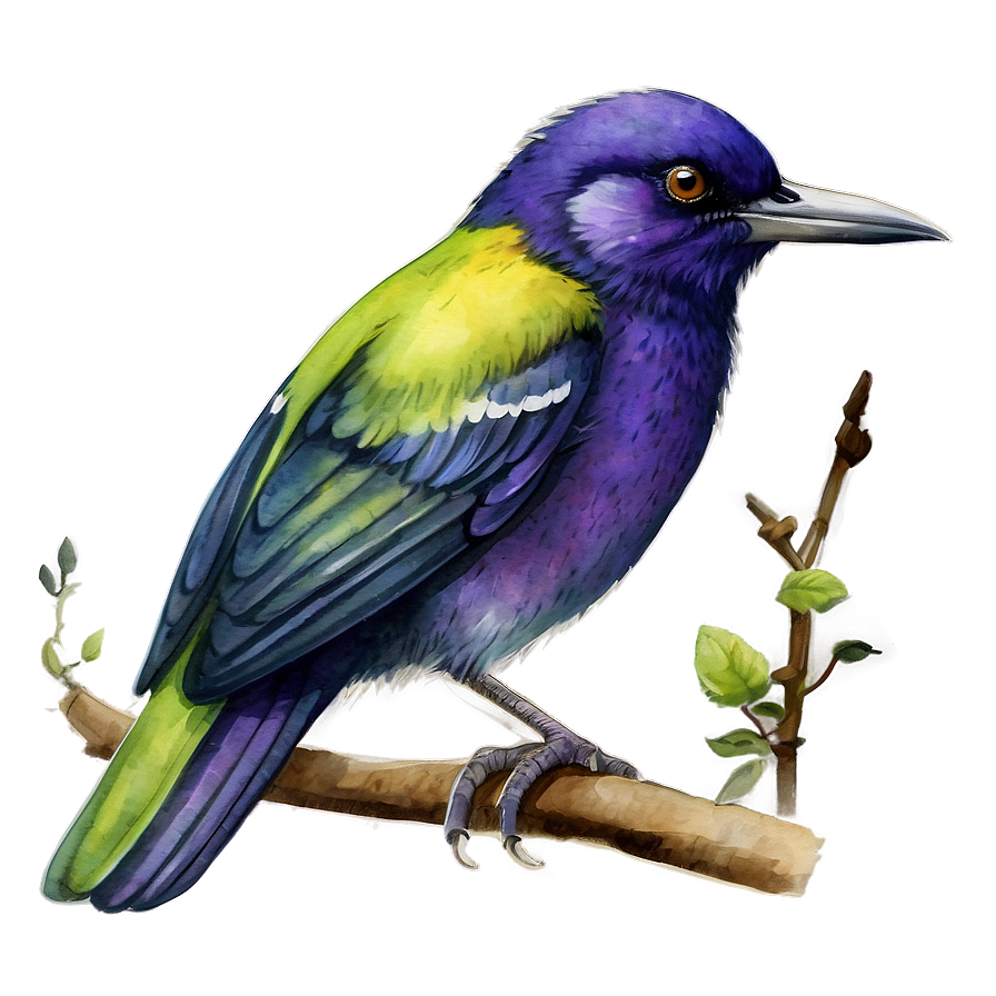 Watercolor Bird Illustration Png Wxv