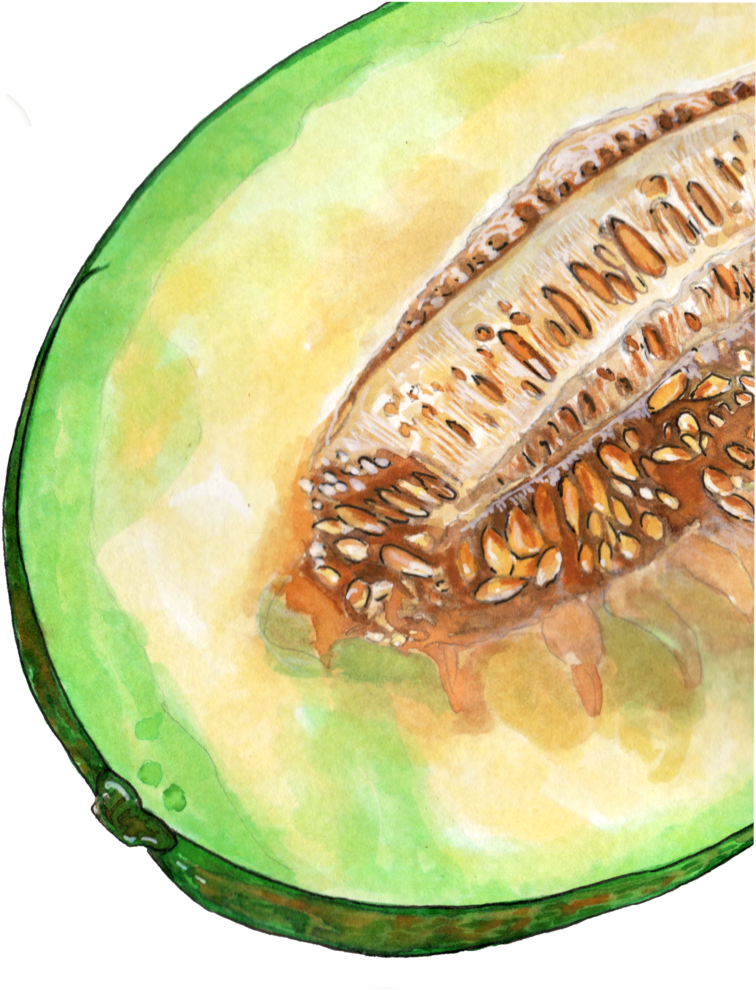 Watercolor Cantaloupe Half