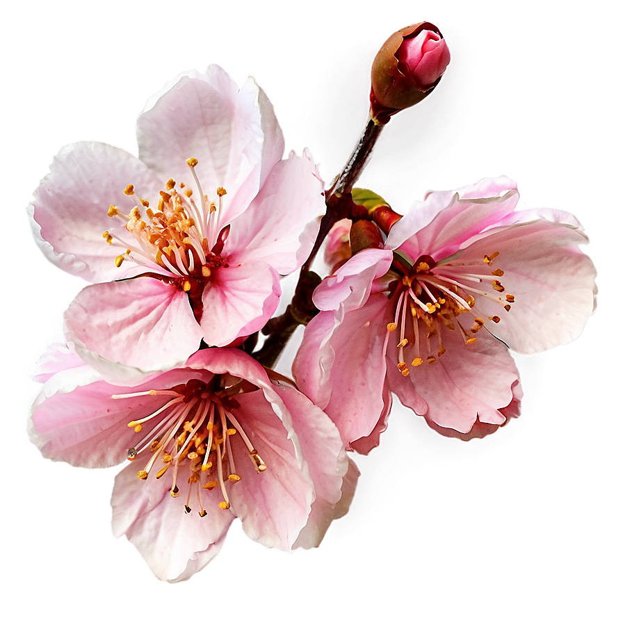 Watercolor Cherry Blossom Png 27