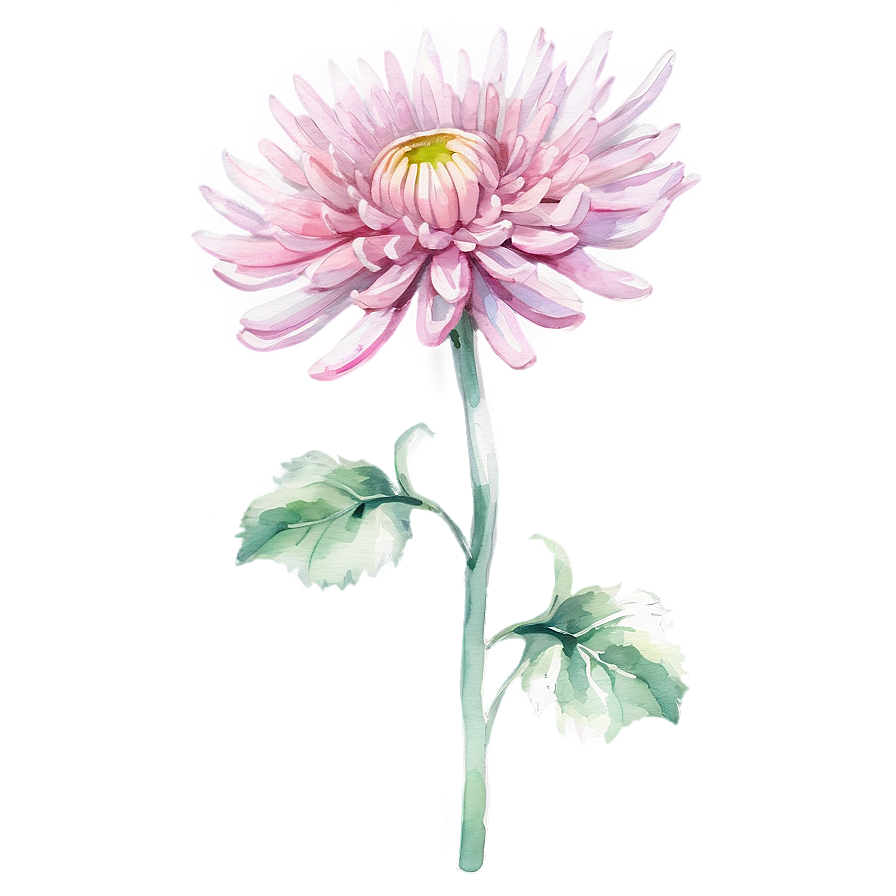 Watercolor Chrysanthemum Art Png 06112024