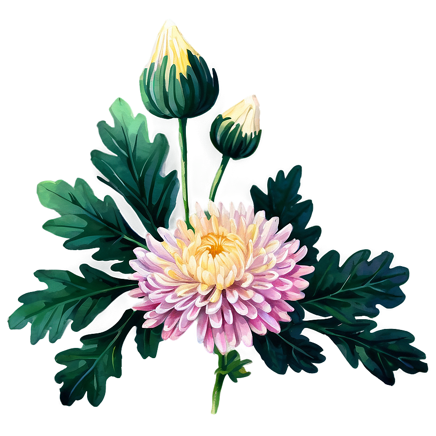 Watercolor Chrysanthemum Art Png Hwd