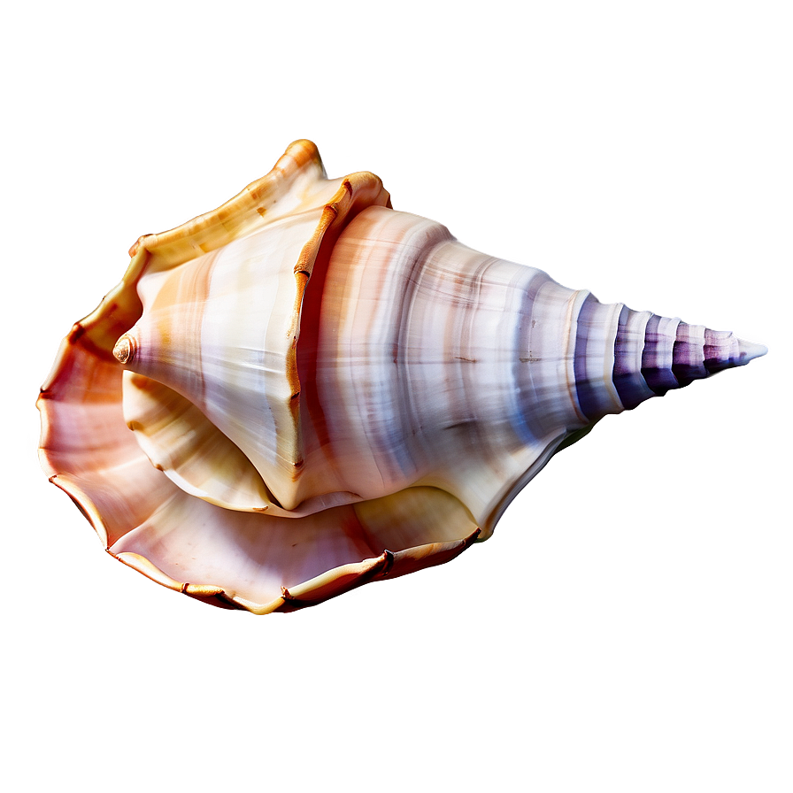 Watercolor Conch Shell Png Gxr