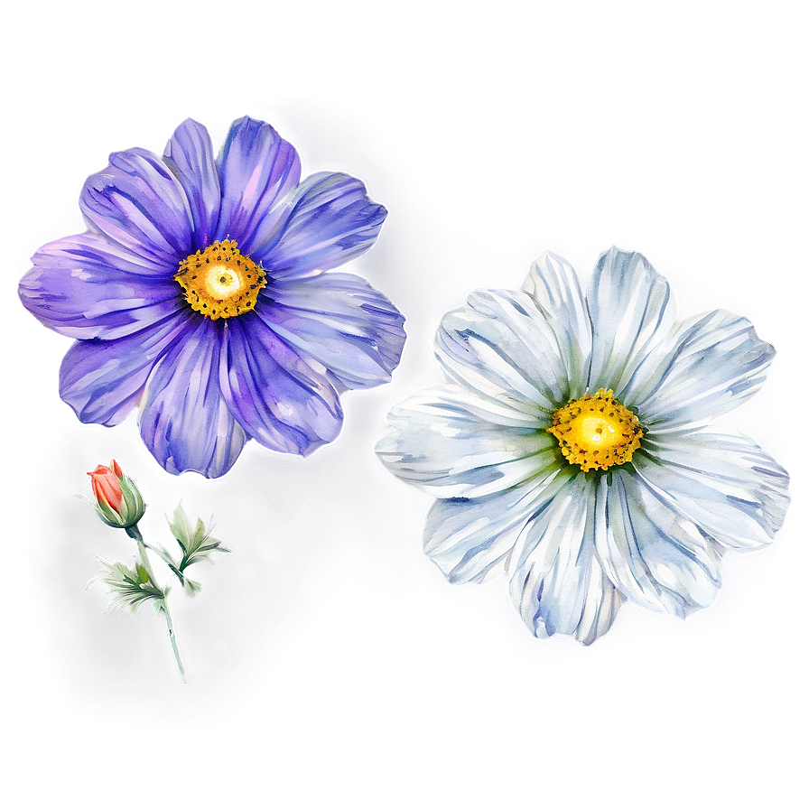 Watercolor Cosmos Flowers Png Itu10