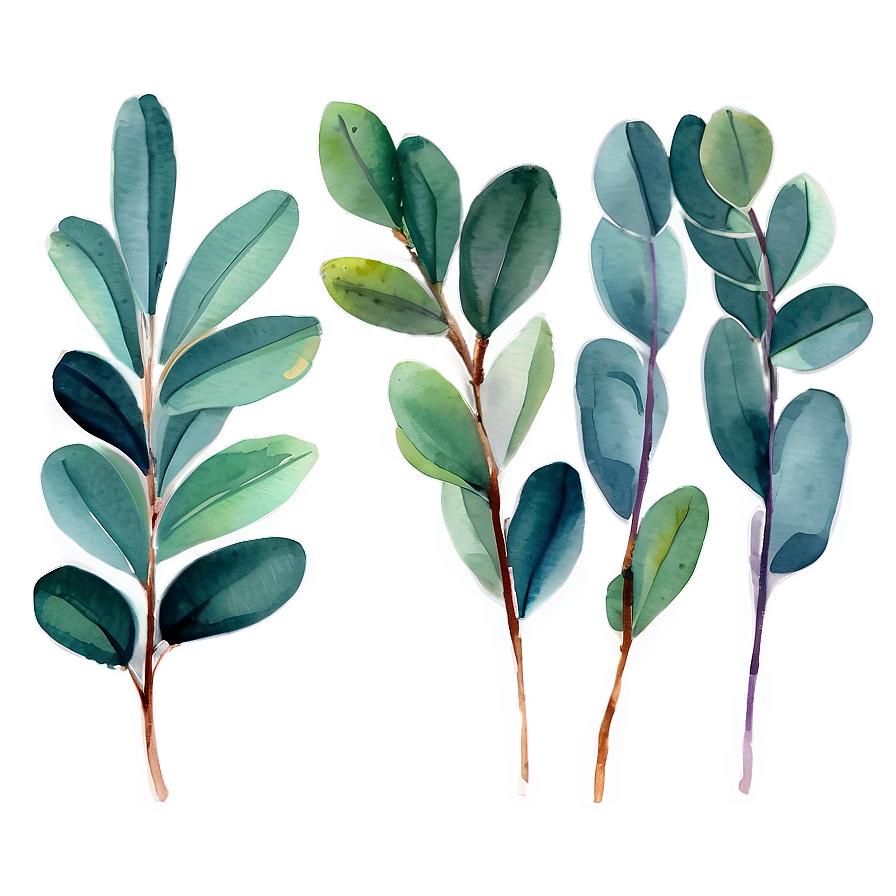 Watercolor Eucalyptus Leaves Png 05242024