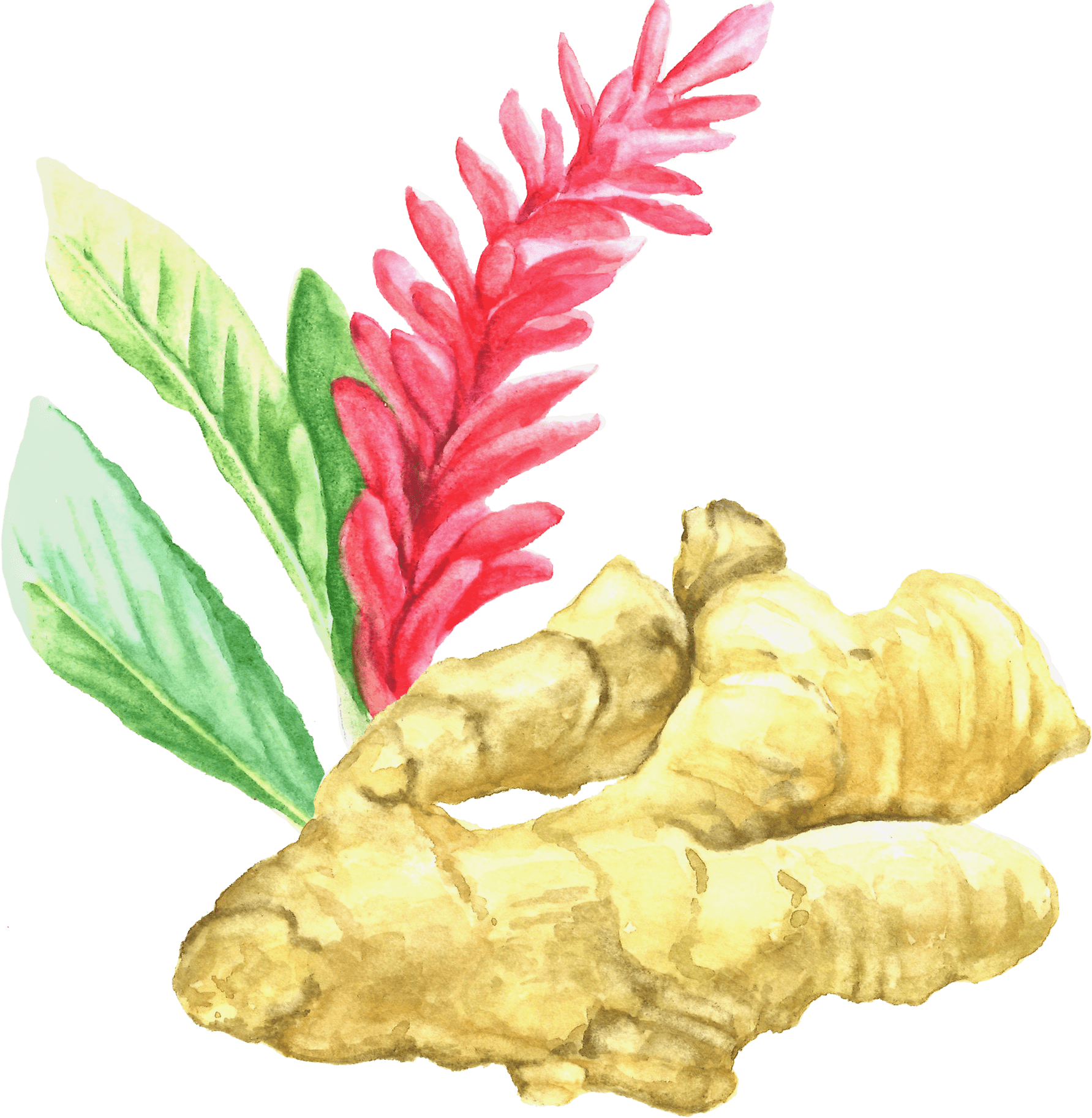 Watercolor Ginger Flower Illustration