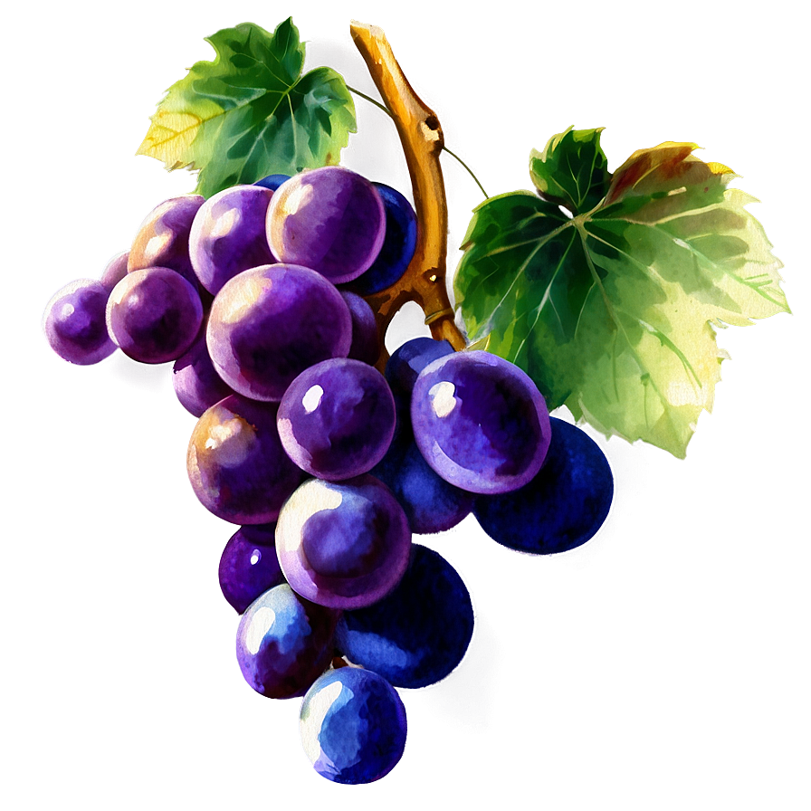 Watercolor Grape Png Eat49