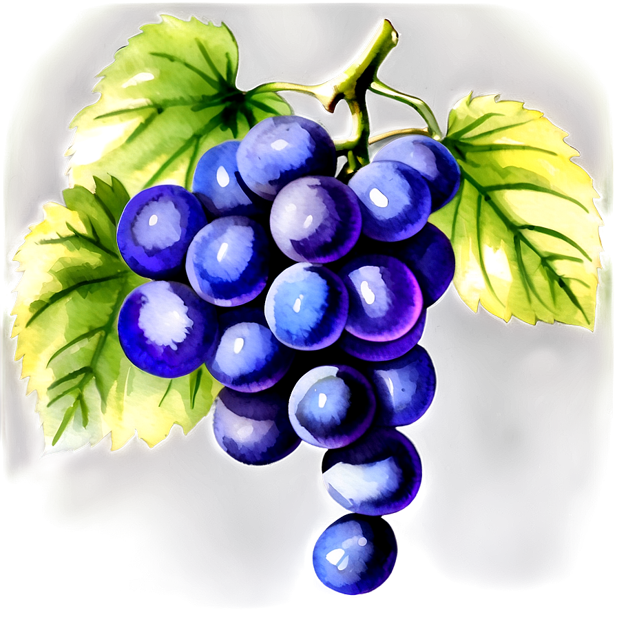 Watercolor Grape Png Sia26