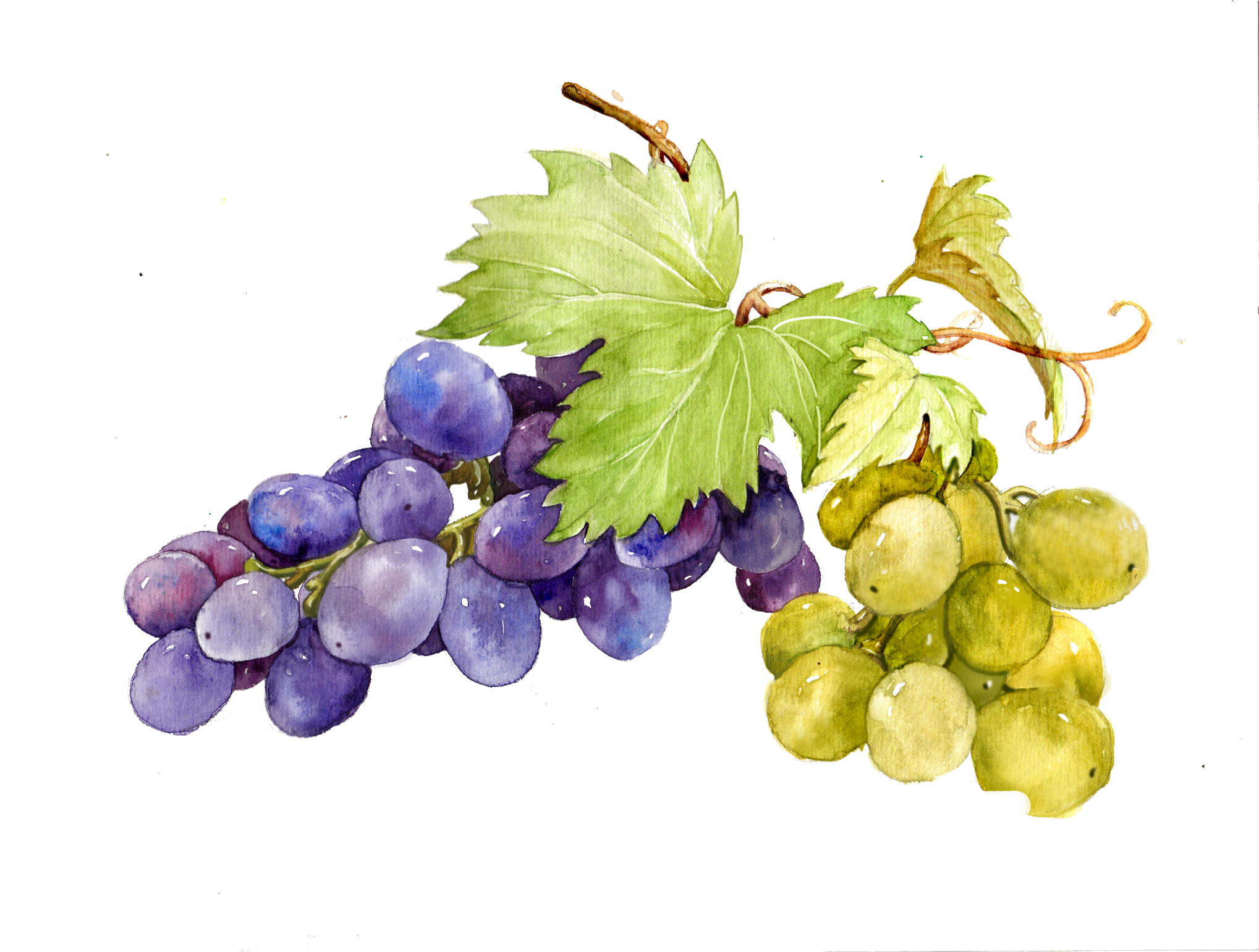 Watercolor Grapes Illustration