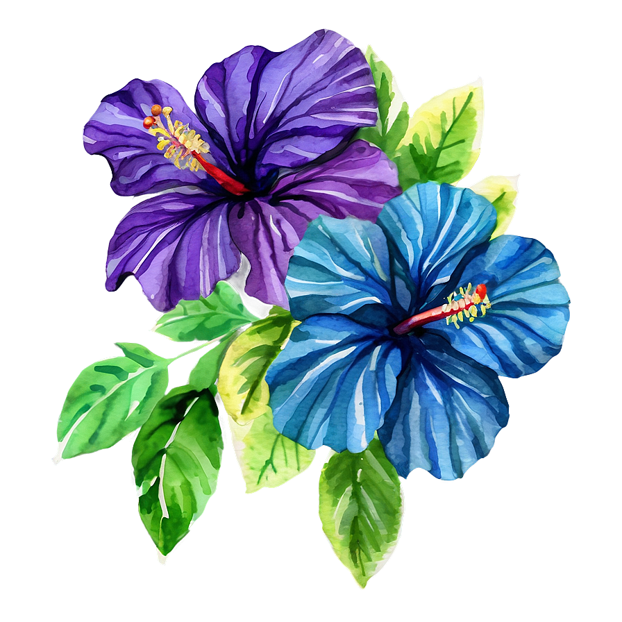 Watercolor Hibiscus Flowers Png Mkk