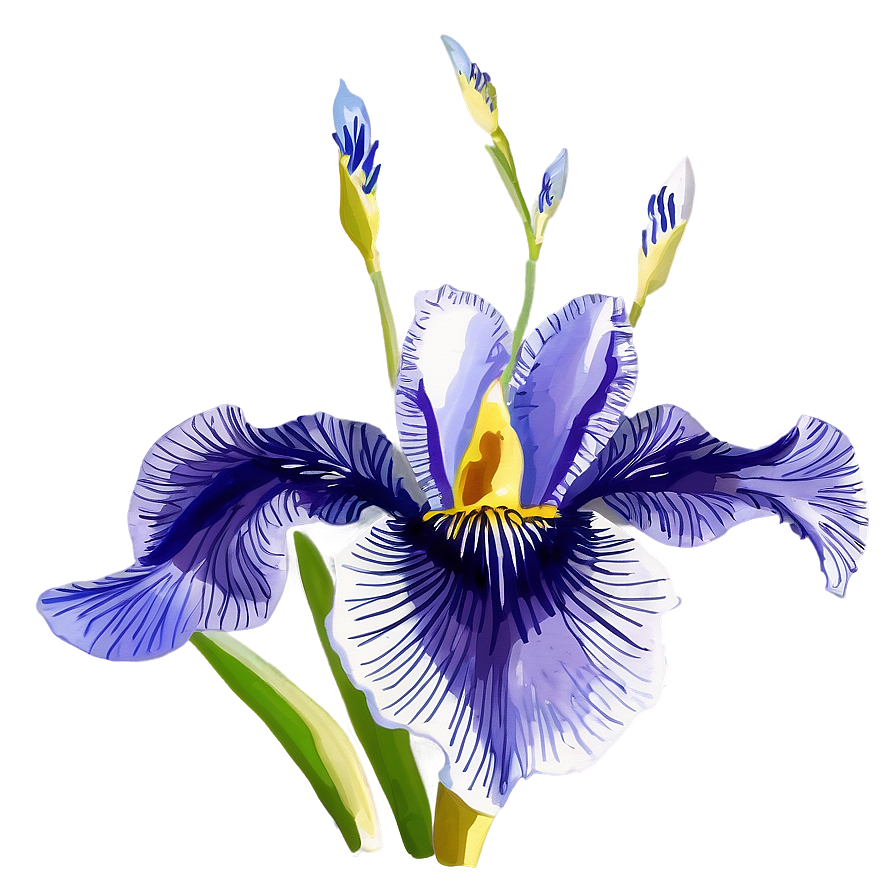 Watercolor Iris Art Png 06122024