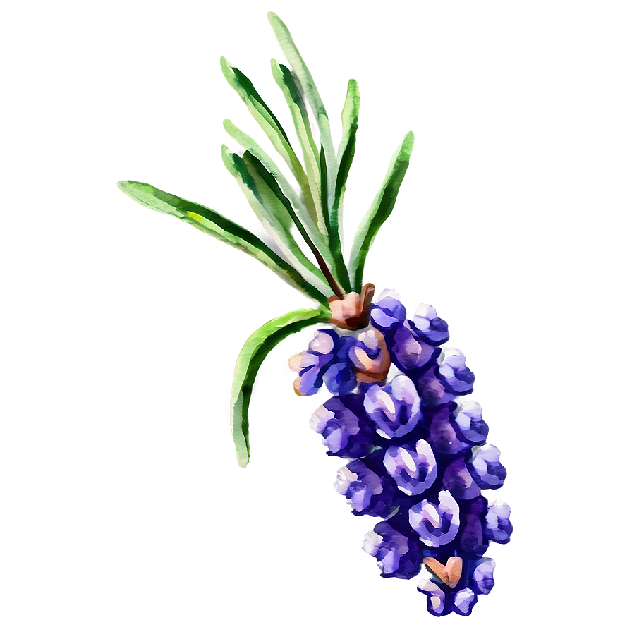 Watercolor Lavender Sprigs Png Igp18