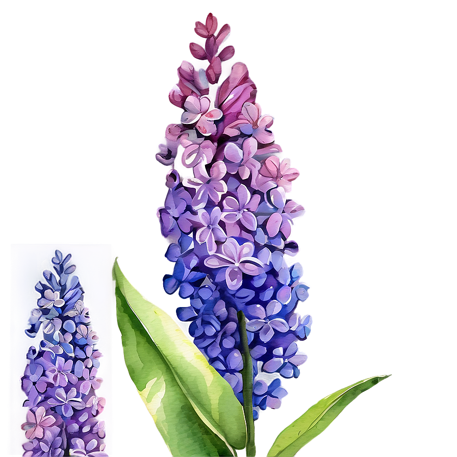 Watercolor Lilac Splendor Png 06272024