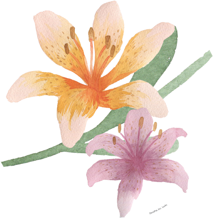 Watercolor Lilies Illustration