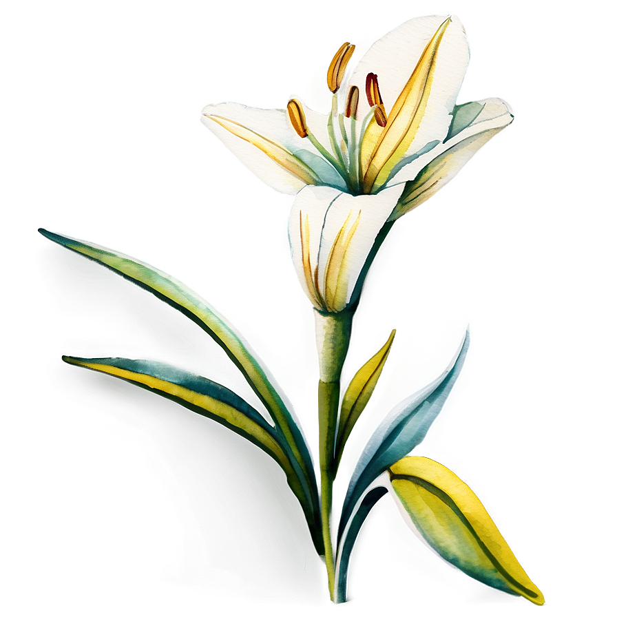 Watercolor Lily Illustration Png Ita