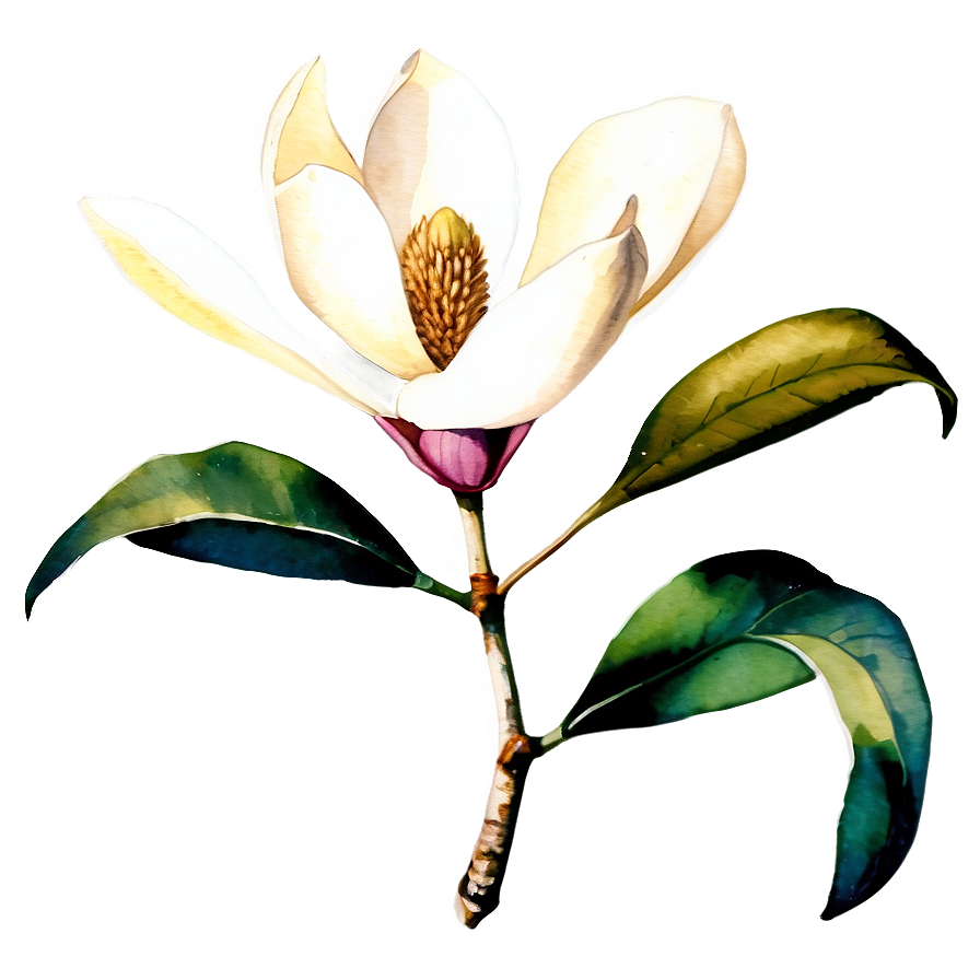 Watercolor Magnolia Art Png 06252024