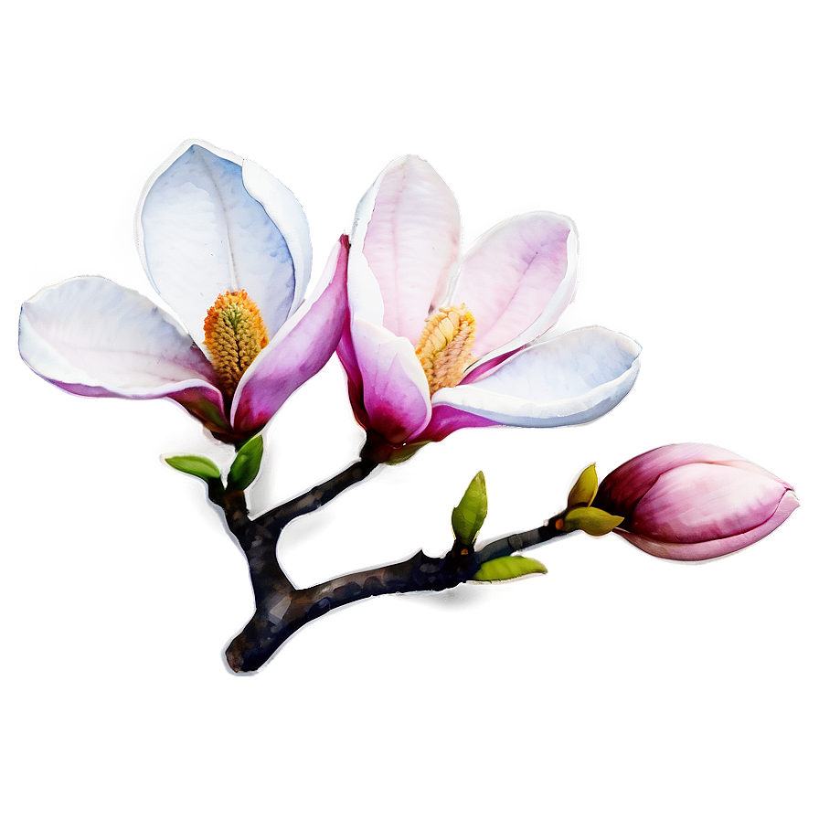 Watercolor Magnolia Art Png 27