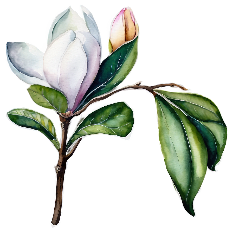 Watercolor Magnolia Art Png Krv91