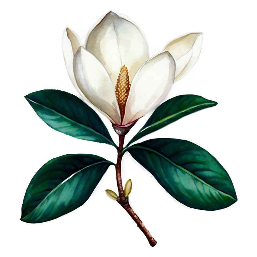 Watercolor Magnolia Clipart Png 05252024