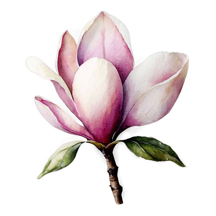 Watercolor Magnolia Flower Png 06252024