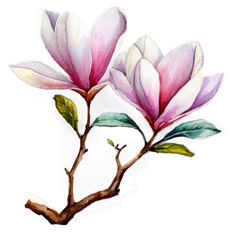 Watercolor Magnolia Tree Art Png 21