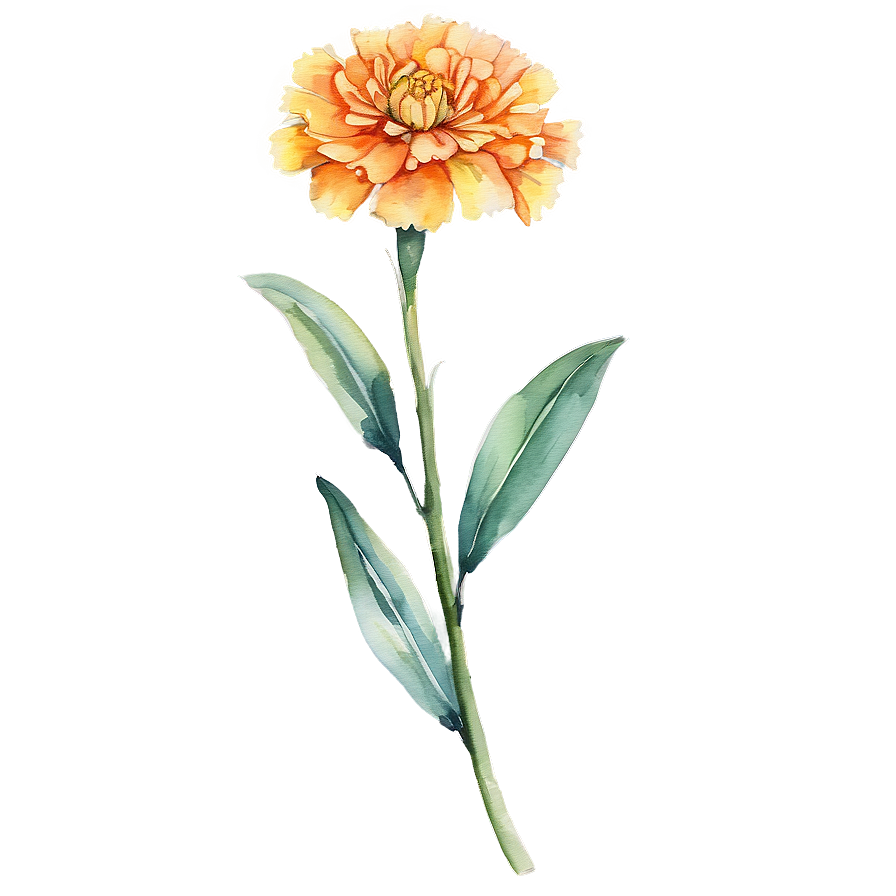 Watercolor Marigold Flowers Png 05252024