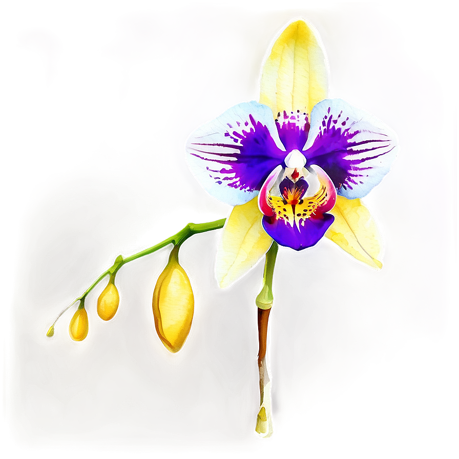 Watercolor Orchid Collection Png Fdr