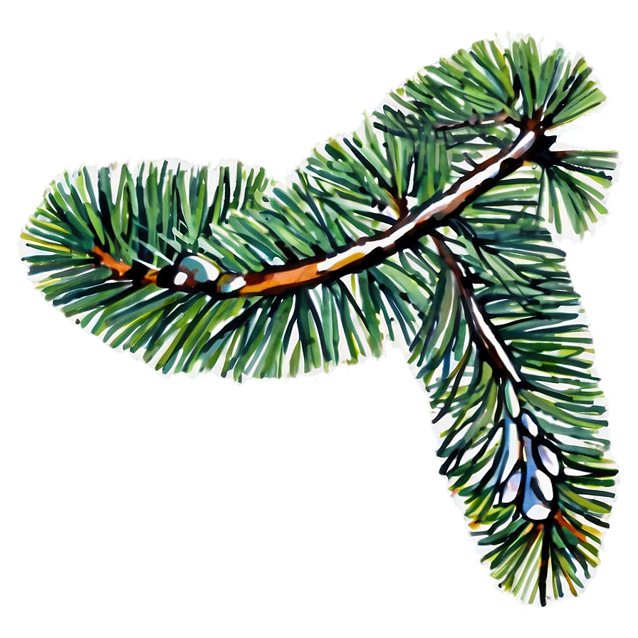 Watercolor Pine Branch Png 13