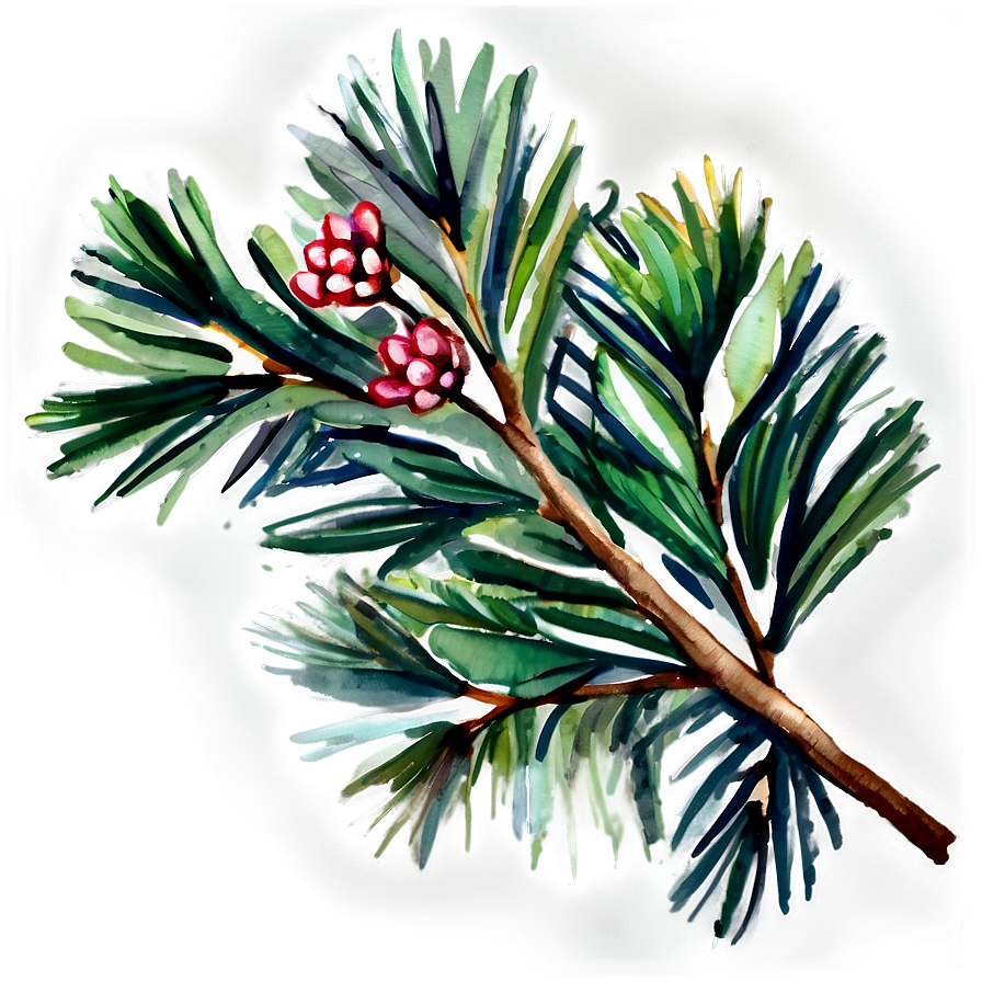 Watercolor Pine Branch Png Wei48