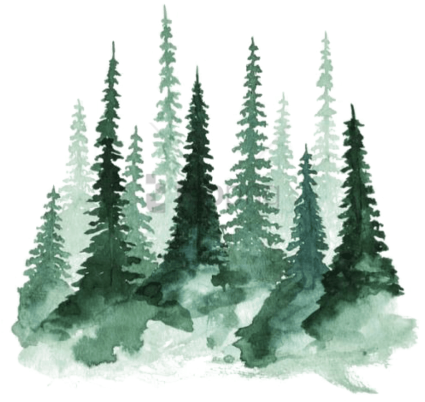 Watercolor Pine Forest Illustration