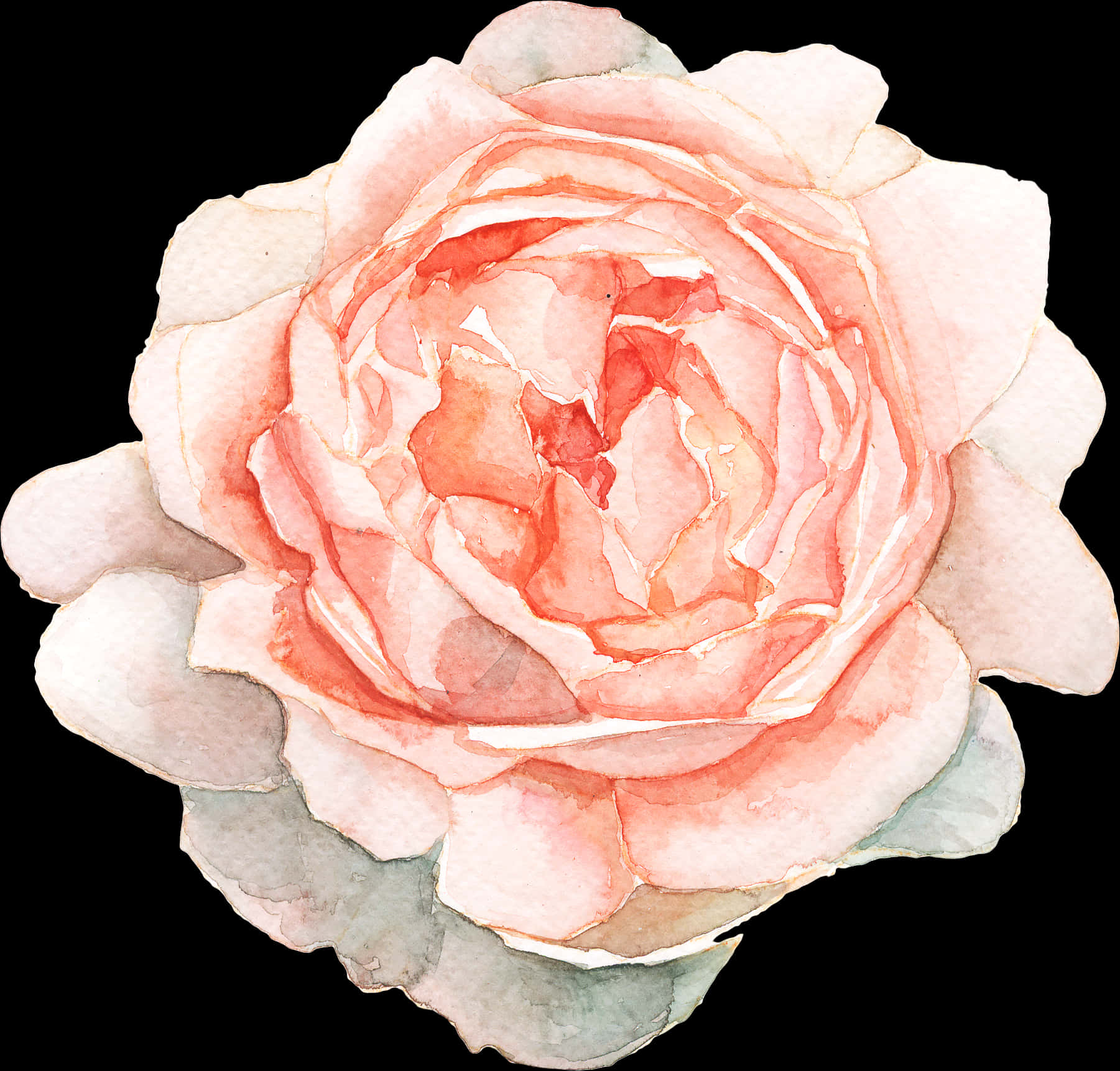 Watercolor_ Pink_ Rose_ Illustration