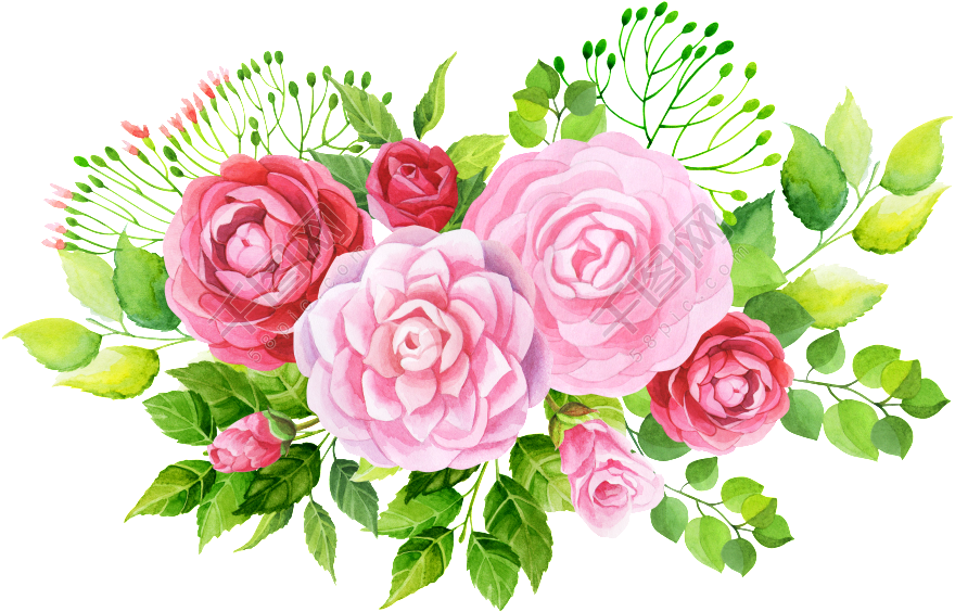 Watercolor Pink Roses Bouquet Vector