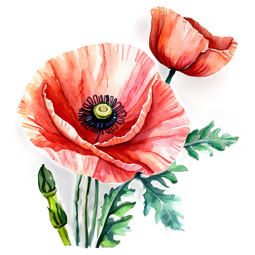 Watercolor Poppy Flowers Png Kxv64