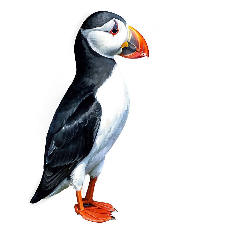 Watercolor Puffin Artwork Png 71