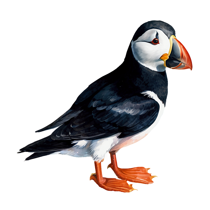 Watercolor Puffin Artwork Png Mjp